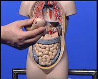 Loadmedical - Medizinische Filme - Crash-Kurs Medizin: Magen - Darm - Das komplette Video