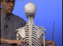 Loadmedical - Medizinische Filme - Anatomie des Bewegungsapparates