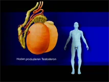 Loadmedical - Medizinische Filme - Crash-Kurs Medizin: Endokrinsystem - Das komplette Video