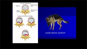 Loadmedical - Medizinische Filme - Praxisorientierte Pathologie + Therapie bei Hund, Katze und Pferd - Neurologische Störungen