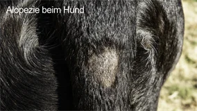 Loadmedical - Medizinische Filme - Praxisorientierte Pathologie + Therapie bei Hund, Katze und Pferd - Erkrankungen der Haut