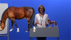 Loadmedical - Medizinische Filme - Praxisorientierte Pathologie + Therapie bei Hund, Katze und Pferd - Erkrankungen der Haut