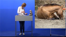 Loadmedical - Medizinische Filme - Praxisorientierte Pathologie + Therapie bei Hund, Katze und Pferd - Erkrankungen des Verdauungssystems