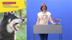 Praxisorientierte Pathologie und Therapie bei Hund, Katze und Pferd - Atmungsorgane - DVD-Version
