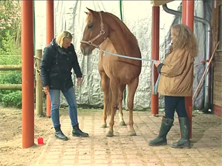 Hund Pferd: Blutegelbehandlung und Druckpunktmassage-DVD-Version